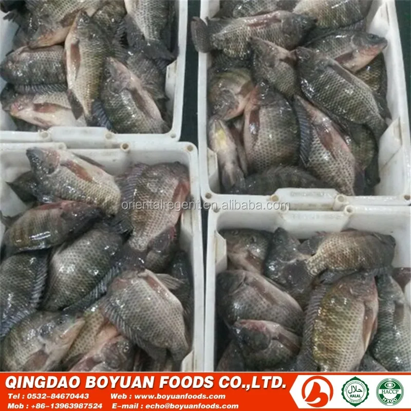 
chopa good selling frozen fish 