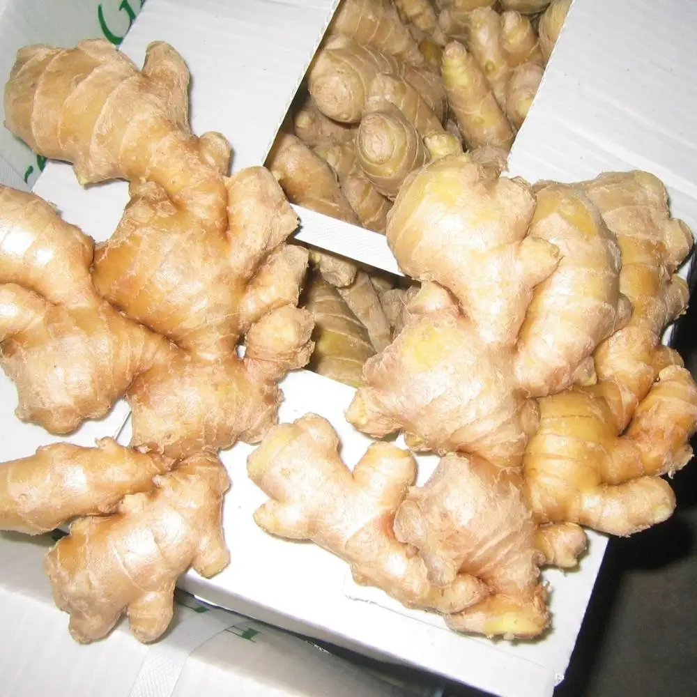 high quality air dry ginger /dried ginger
