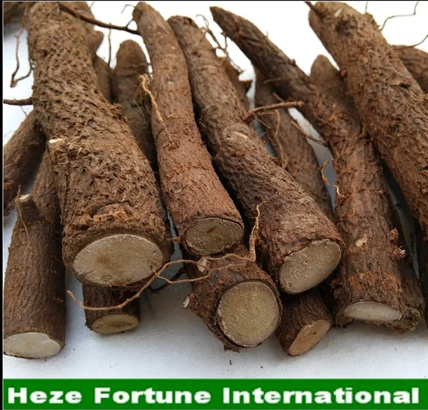 Paulownia kiri tree roots from Heze city