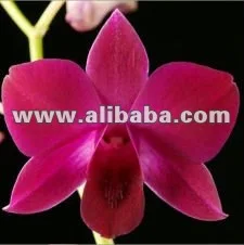 Dendrobium Valentine Red, red orchids