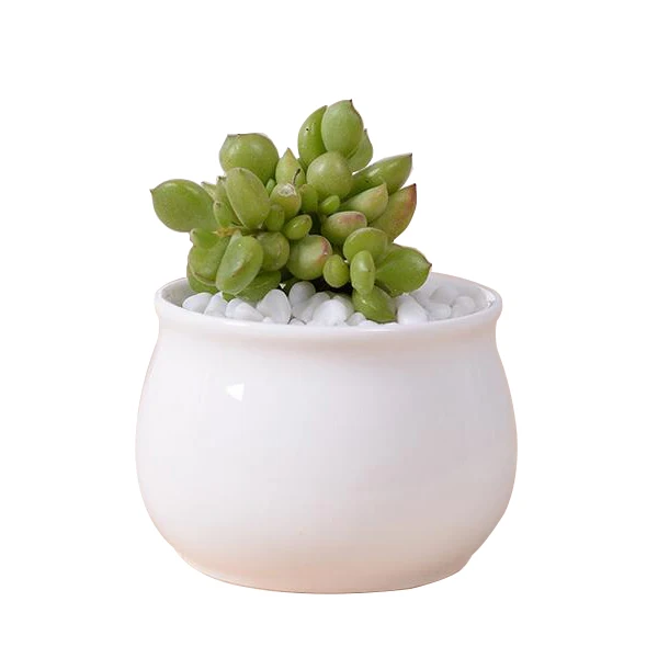 Modern Indoor Decor Small White Ceramic Flower Pot for Home, Garden Used with Flower/green Plant Round Glazed Not Support 144pcs