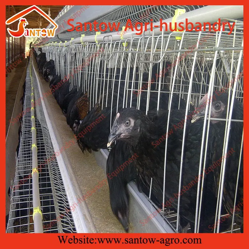 Automatic chicken cages hot galvanized poultry cage cheap price breeder cages birds for layer farm design