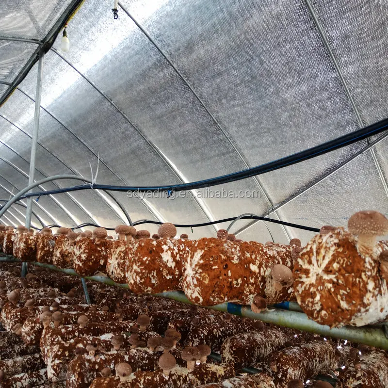 9m Single Tunnel 200 Micron Plastic Film Mushroom Greenhouse