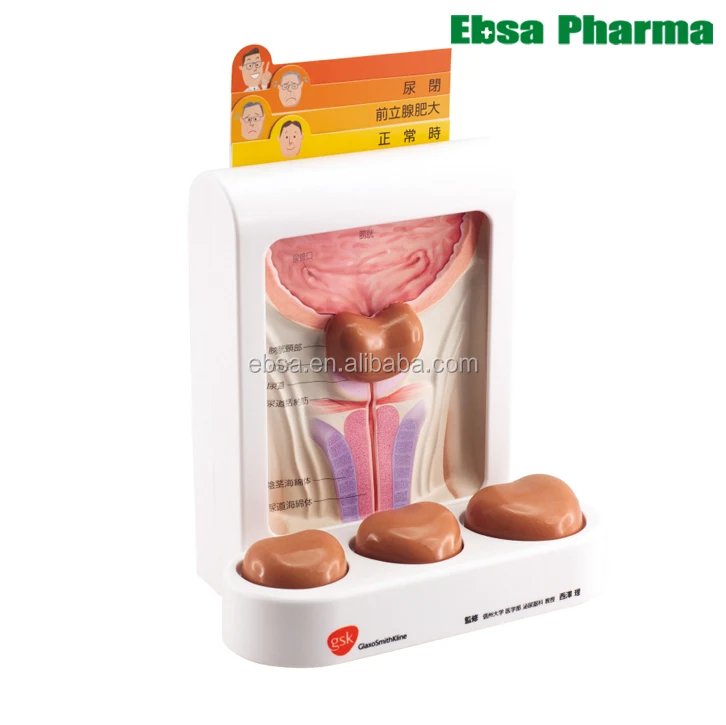 
Advanced Medical Supplies Human Teaching Prostate-3 Different Sizes of Prostate with Magnets 