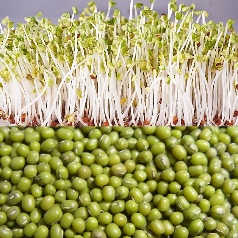 Новый урожай маш проращивание