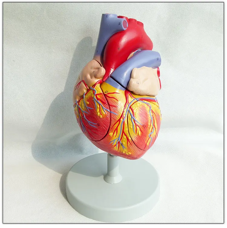 Модель анатомического человеческого сердца Visceral, модель 2 раза в натуральную величину, 3 части, модель образовательного органа сердца