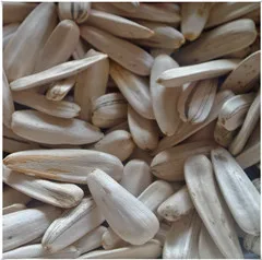 Canary White Sunflower Seeds Bird Seeds