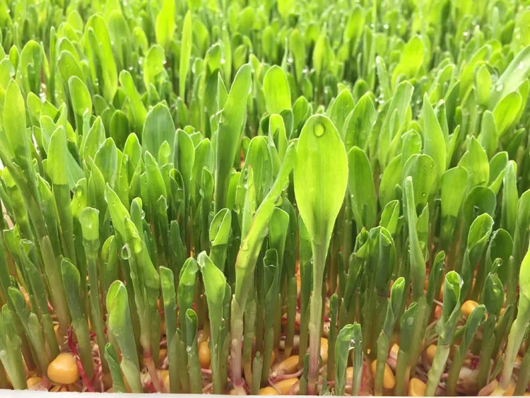 Hydroponic Fodder Growing System