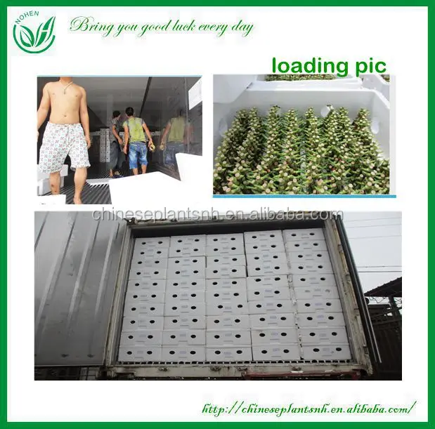 
indoor plants 3 layer tower shape lucky bamboo dracaena sanderiana 