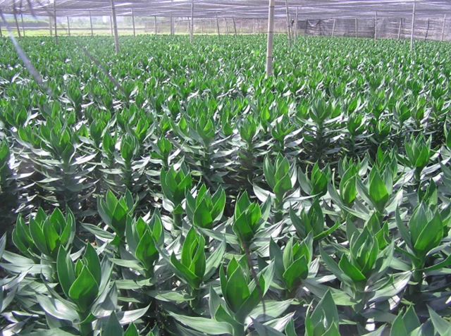 
Lotus Lucky Bamboo Dracaena Sanderiana 