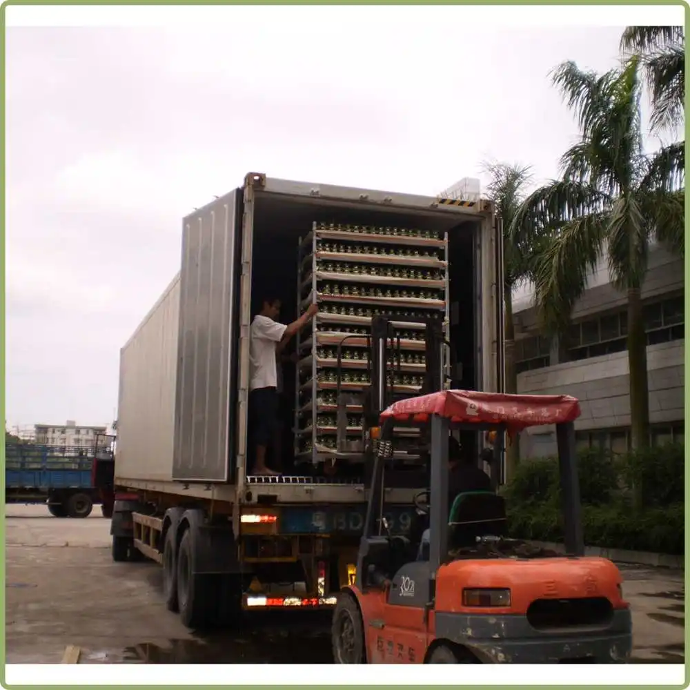 
Fengshui wheel lucky bamboo dracaena sanderiana 