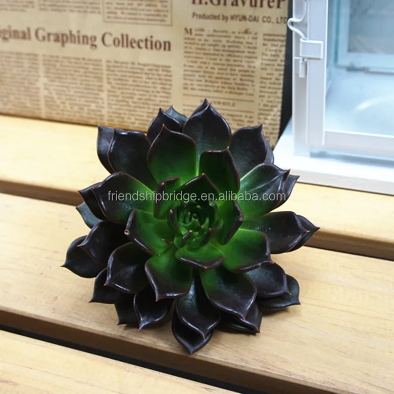 Greenovia aurea ex Tenerife Succulent