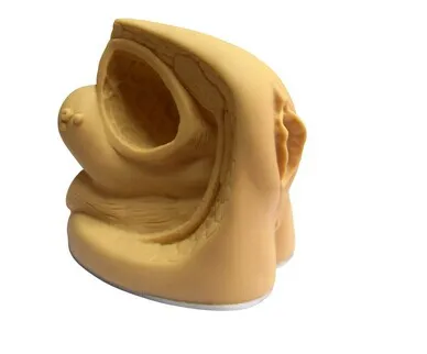 ADA-H6D medical science human simulation female genitalia and urethral catheterization 3D training models