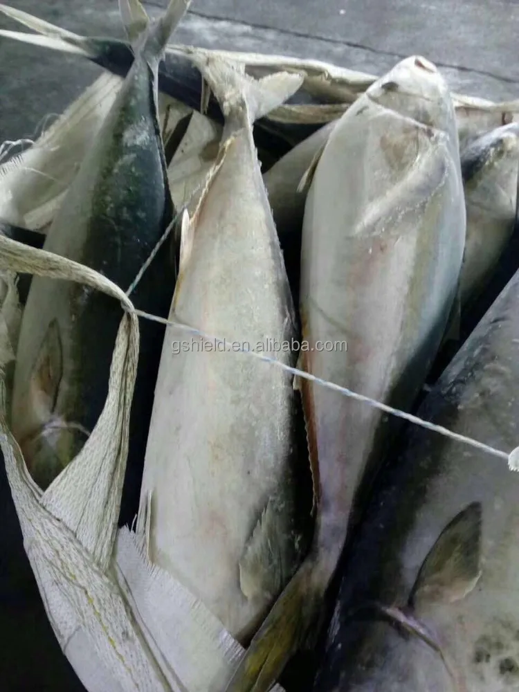 
Big size frozen fish yellow tail hot sale for market with low price 