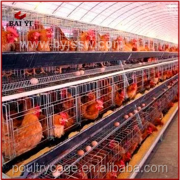 Wholesale Cheap Industrial Chicken Hen House For Sale( A & H type layer chicken cage,good quality)