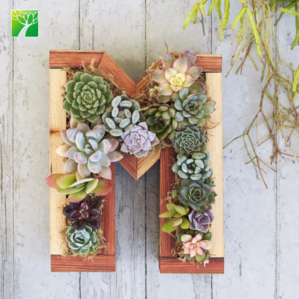Amazon hot sale beautiful decoration plant redwood small letter kit