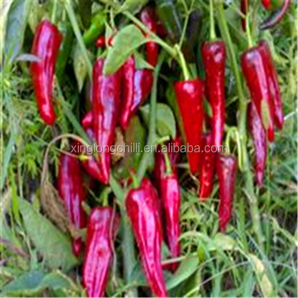 Export to Hungarian the Spicy paprika Jinta chili pepper pods price