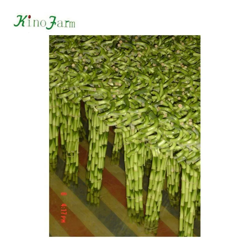 
ornamental indoor lucky bamboo for sale 