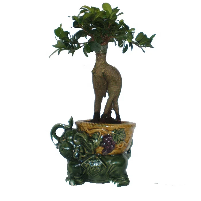 Привитое дерево бонсай, настоящий Бонсай Фикус микрокарпа