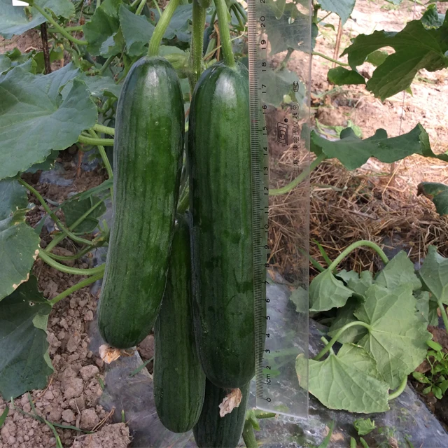 
Parthenocarpy tolerant to heat and low greenhouse F1 hybrid cucumber seeds 100gr/bag 