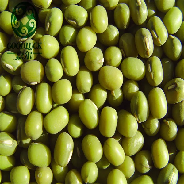 
Price for Fresh Green Mung beans/ Urad Dal/ Gram/Peas for Sale Competitive Price 