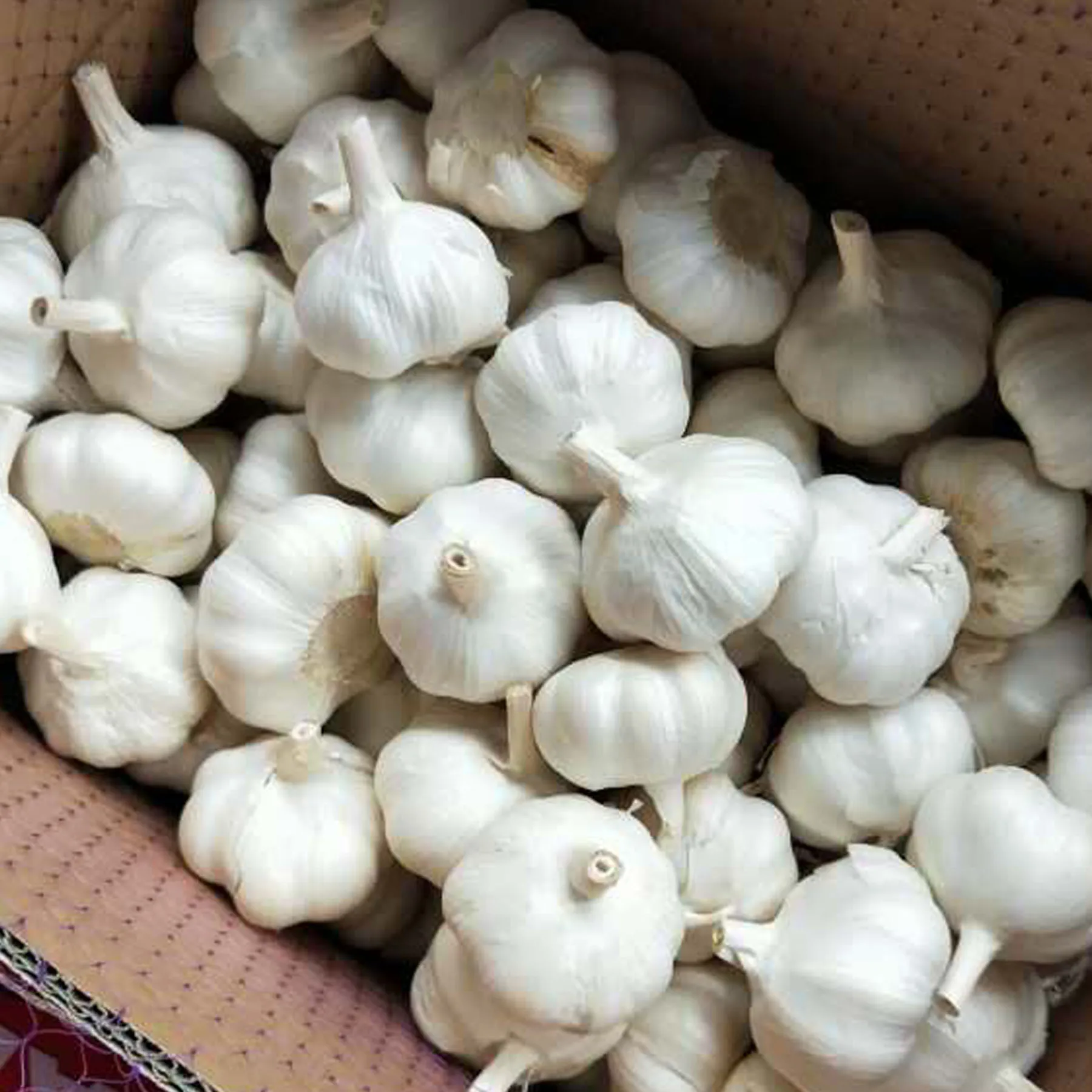 
chinese garlic fresh garlic from China garlic price 