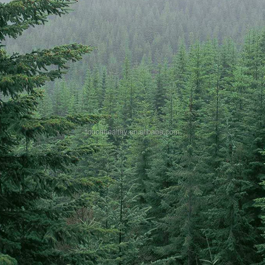 
Поставка Touchhealthy 2021, продажа семян hemlock, семена hemlock, семена ели для культивирования 