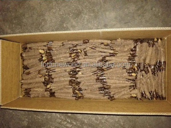 
Paulownia Tomentosa Seedlings Saplings and root cuttings 