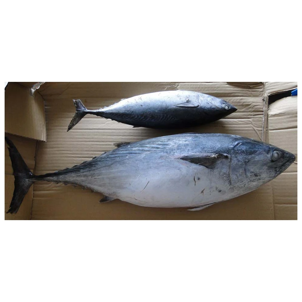 
1000g+ Frozen Bonito Fish Skipjack Tuna 