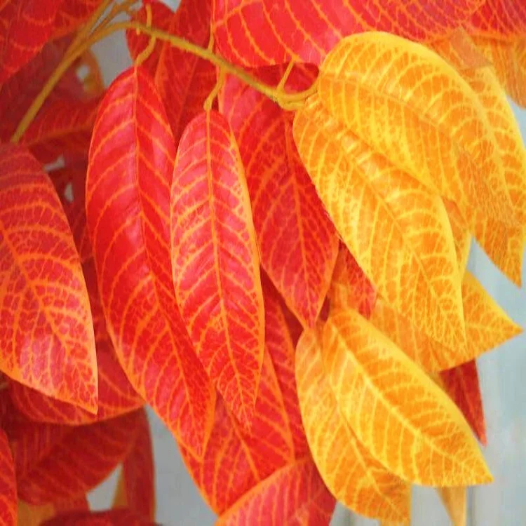 Hotselling Chinese Maple Tree For Wedding Decoration Large Red Leaf Tree