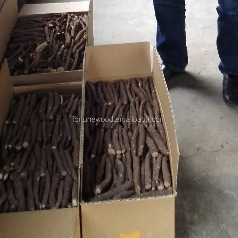 paulownia hybrid 9501 root paulownia planting