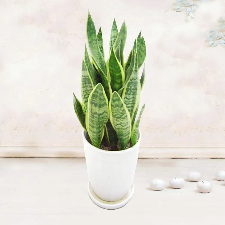 
Натуральное детское растение бонсай sansevieria 