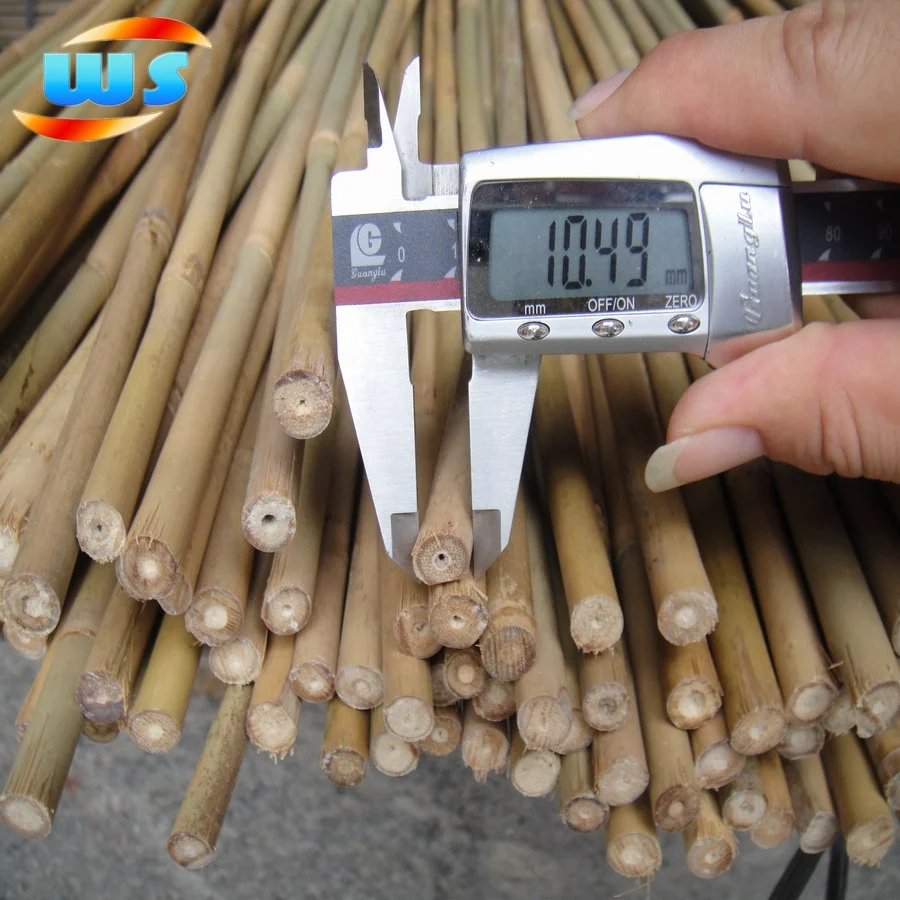 Raw bamboo cane