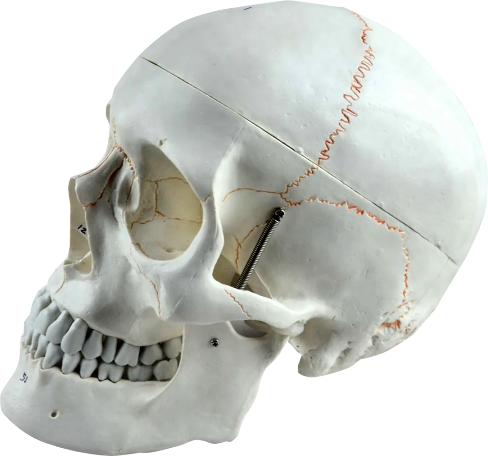 Life Size Plastic Human Skull Model, 3 Parts Numbered