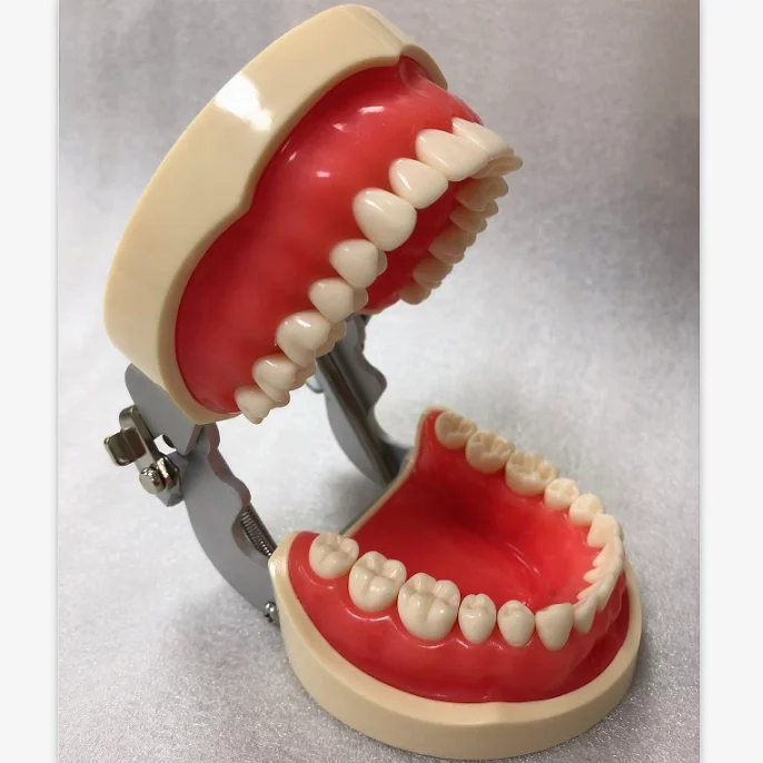 2022 Best Seller Typodont Dental Jaw Model with 32 Teeth and Soft Gum