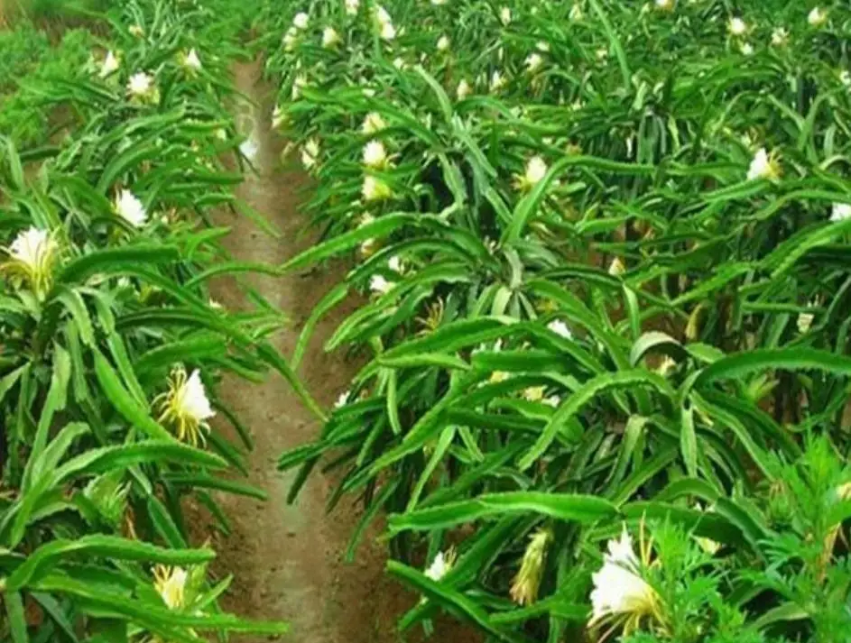 50g/bag High germination hot sale Pitaya planting red dragon fruit seeds for sale