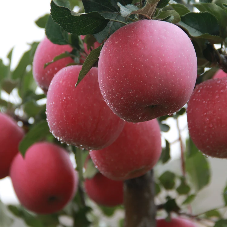 
Chinese Pure Fruits Red Delicious Apples 