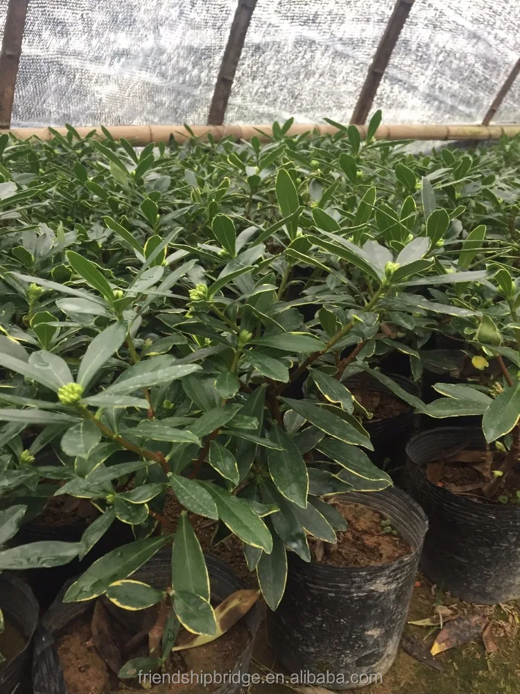 
Fragrant Flowering Tree Winter Daphne Daphne Odora Plants 