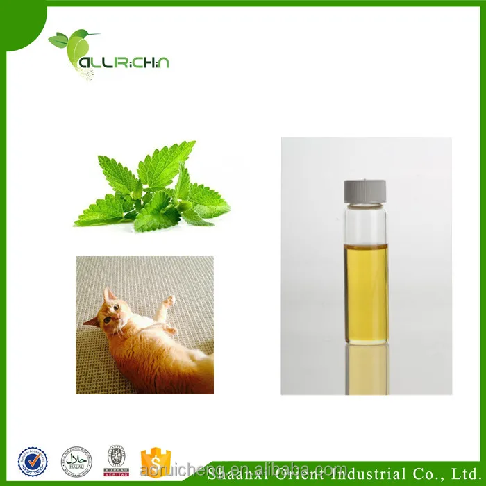 catmint oil, nepeta cataria,catnip oil