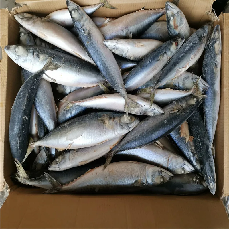 
High quality Sea Frozen fresh seafood Pacific mackerel fish 