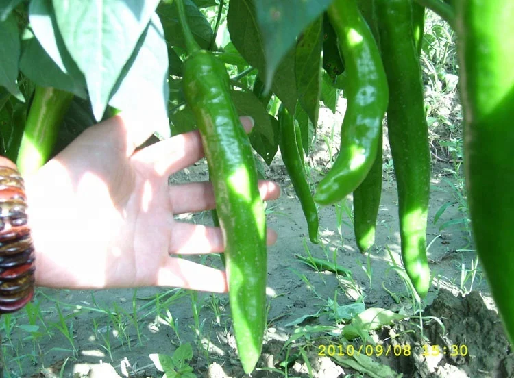 zhoutian brand water soluble ferment technical powder trichoderma harzianum