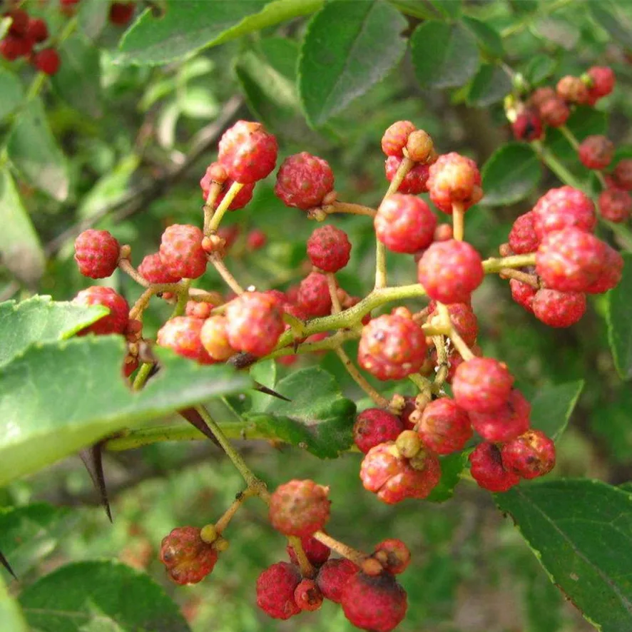 
New products China origin natural food spice Sichuan pepper for sale 