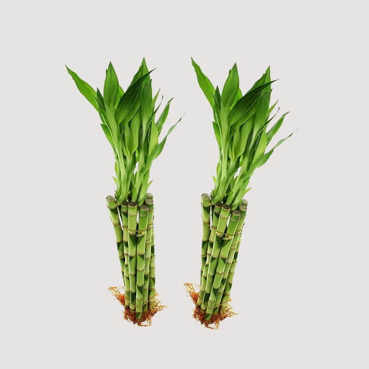 Hot selling 50cm straight natural plants lucky bamboo plant lucky bamboo cheap