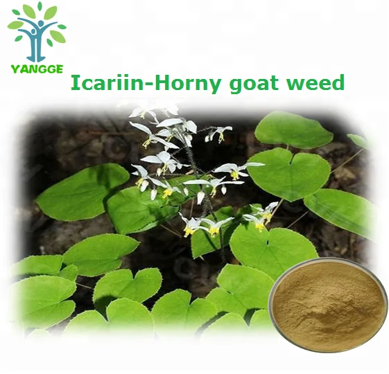 
Top quality Epimedium Extract horny Goad weed powder Icariin 10% 20% CAS 489-32-7 
