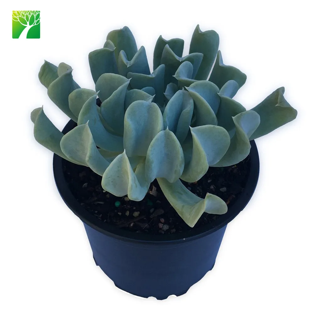 Недорогие, оптом, маленькие суккуленты, декоративные растения Echeveria runyonii