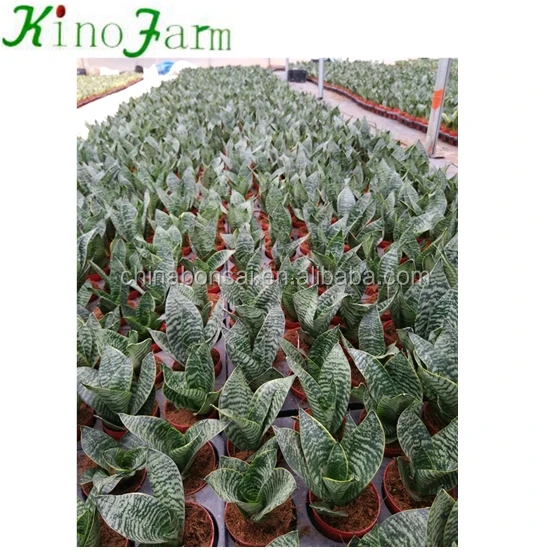 Все типы растений Sansevieria