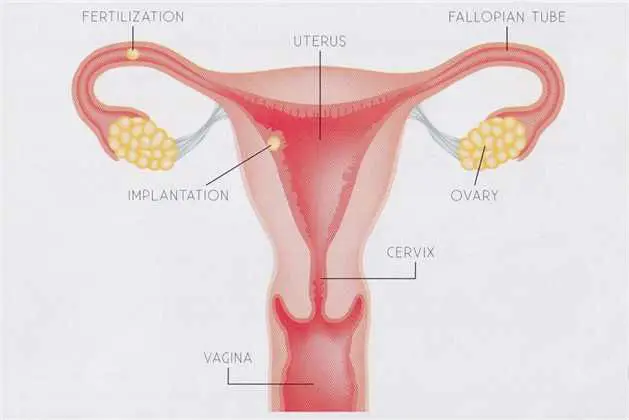 Эндометрические Абляционные лазерные системы