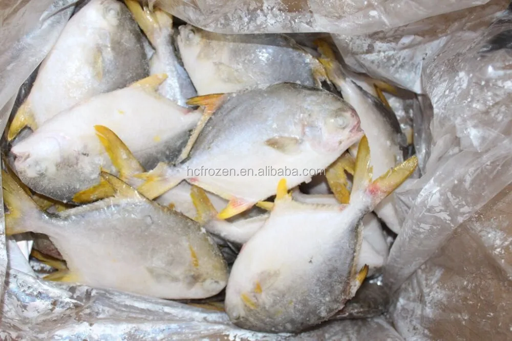 High quality FROZEN GOLDEN POMFRET