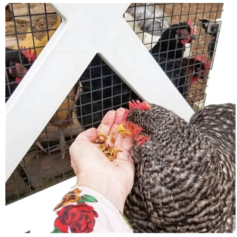 Dried Mealworms animal feed chicken food/feed