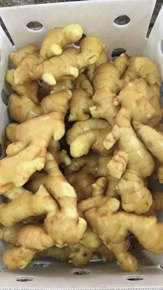 
Chinese Organic Fresh Ginger Price 